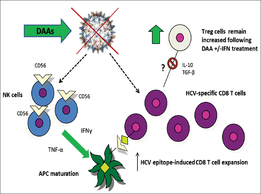 Peginterferon alfa-2b PegIntron - Treatment - Hepatitis C Online